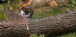 Best Tree Cabling and Bracing  in Staples, MN